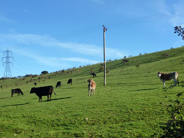 Cattle grazing on Blendworth Down, near Horndean
